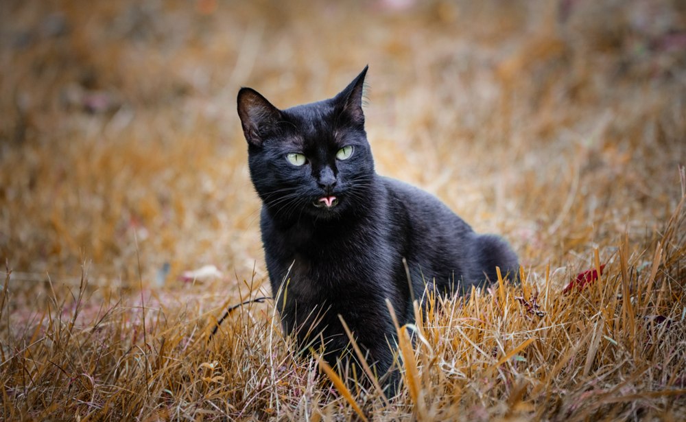 Cats